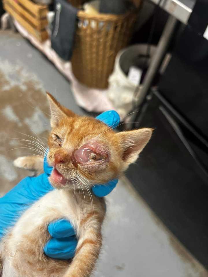 Sweetheart Salsa 😢'Sansa's left eye has become extremely swollen to affect the entire left side of her face.She was very hot to touch & had a fever of 104. We have given subq fluids.She was still interested in eating & drinking,however is very painful'💔😭 📧rescue@pvastx.org