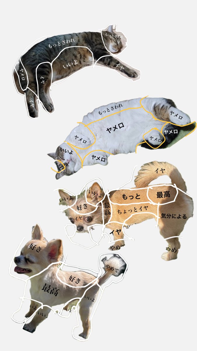 マンチカン三毛ねこみ☆ (@NeKoMi1022) / Posts / X