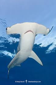 Sharks4Kids's tweet photo. #SharkScienceSunday

From Greenpeace:
"Scientists on a Greenpeace expedition in the Galápagos Marine Reserve believe they have found what could be the first known smooth hammerhead shark nursery in the region"

Article: https://t.co/5FUR8HIbOl

📷️: @bigfishexpeditions https://t.co/Uo03VHgnNP