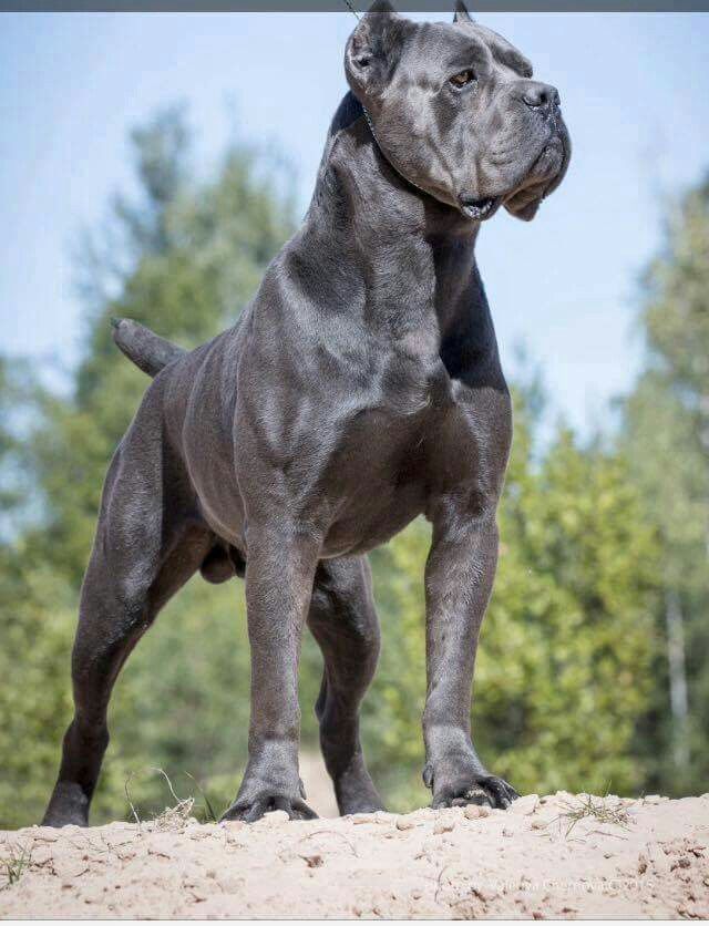 @Pawzazzle @HarleyT98387309 Cane Corso is next.  Whenever people buy dogs because they trend or look cool, they get dogs they aren't prepared to handle.