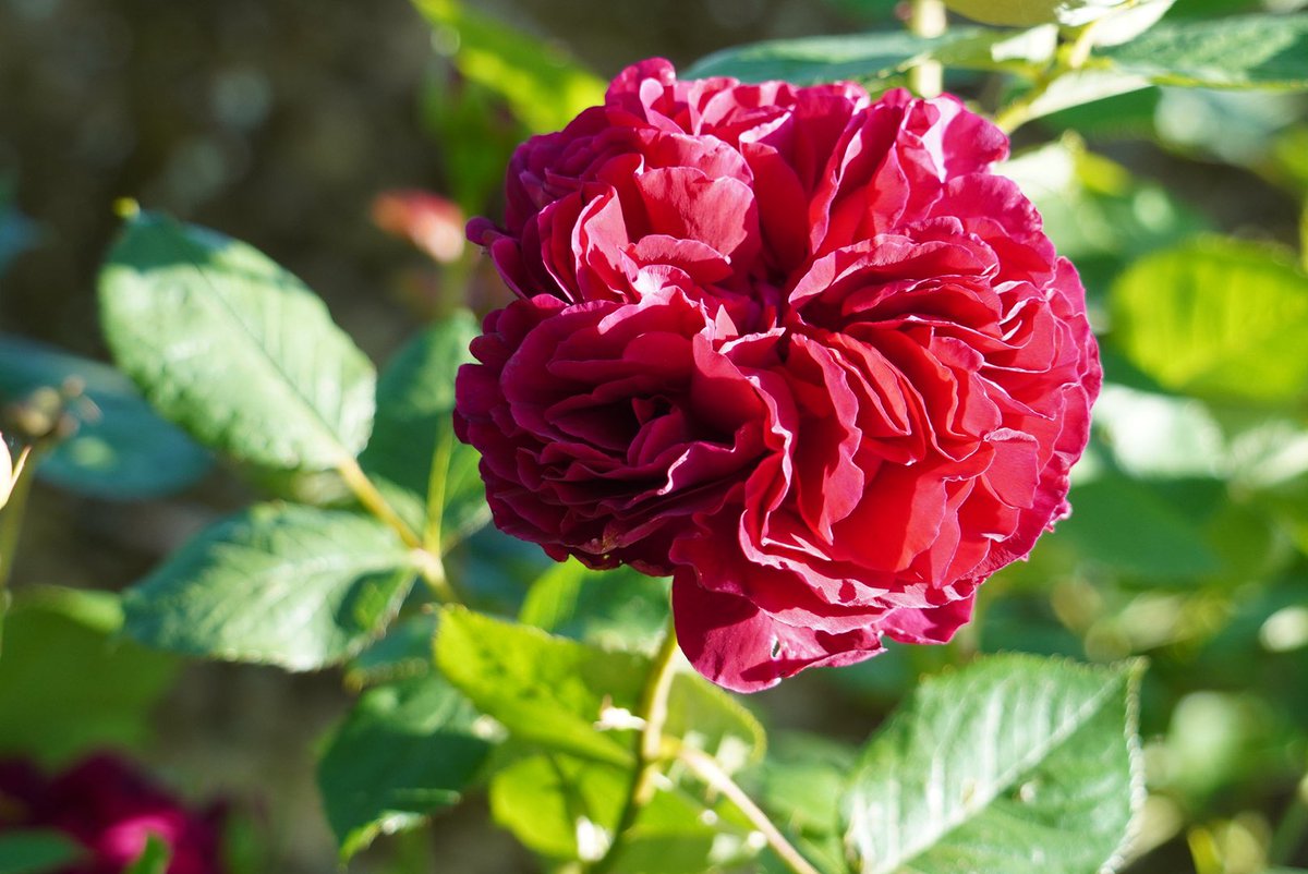 Rosa ‘Falstaff’ has such rich dark crimson flowers with an old rose fragrance. #rosafalstaff #davidaustinroses #rose #bordehillgarden