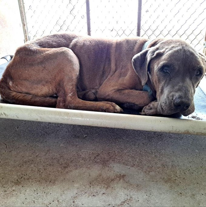 Are there actually earth angels ⁉️ Obviously,there are😇Sweetheart Olivo,14 yrs old with a lot of health problems,was adopted🎉🎊🎈🎉Now he has a place where his aching body can rest,I hope he will be showered with love,he deserves to be so very happy & secure🙏Good luck Olivo🍀