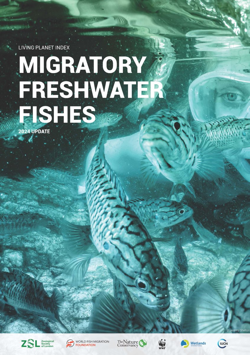 KWSnet's tweet image. #FISH #MIGRATORYFISH #CONSERVATION #ENVIRONMENT
📑 Claussen, Julie E., Steven J. Lade, Britas Klemens Eriksson, Carlos Garcia de, Louise McRae, Rajeev Raghavan, Roberto E. Reis, et al. ‘The Living Planet Index for Migratory Freshwater Fishes 2024 Update’’, 14 May 2024…