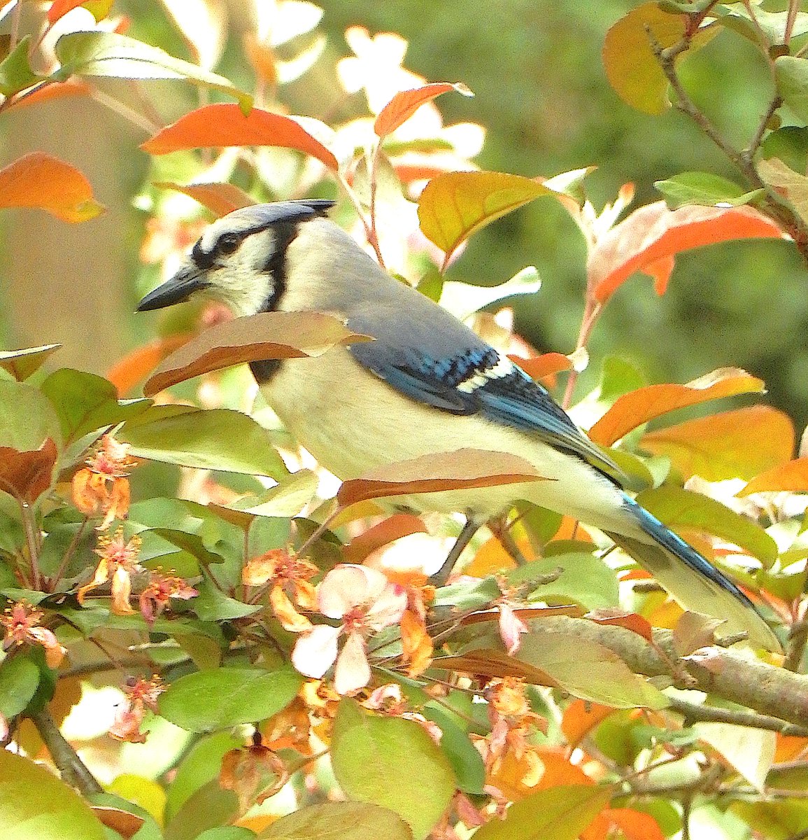 Bluejay