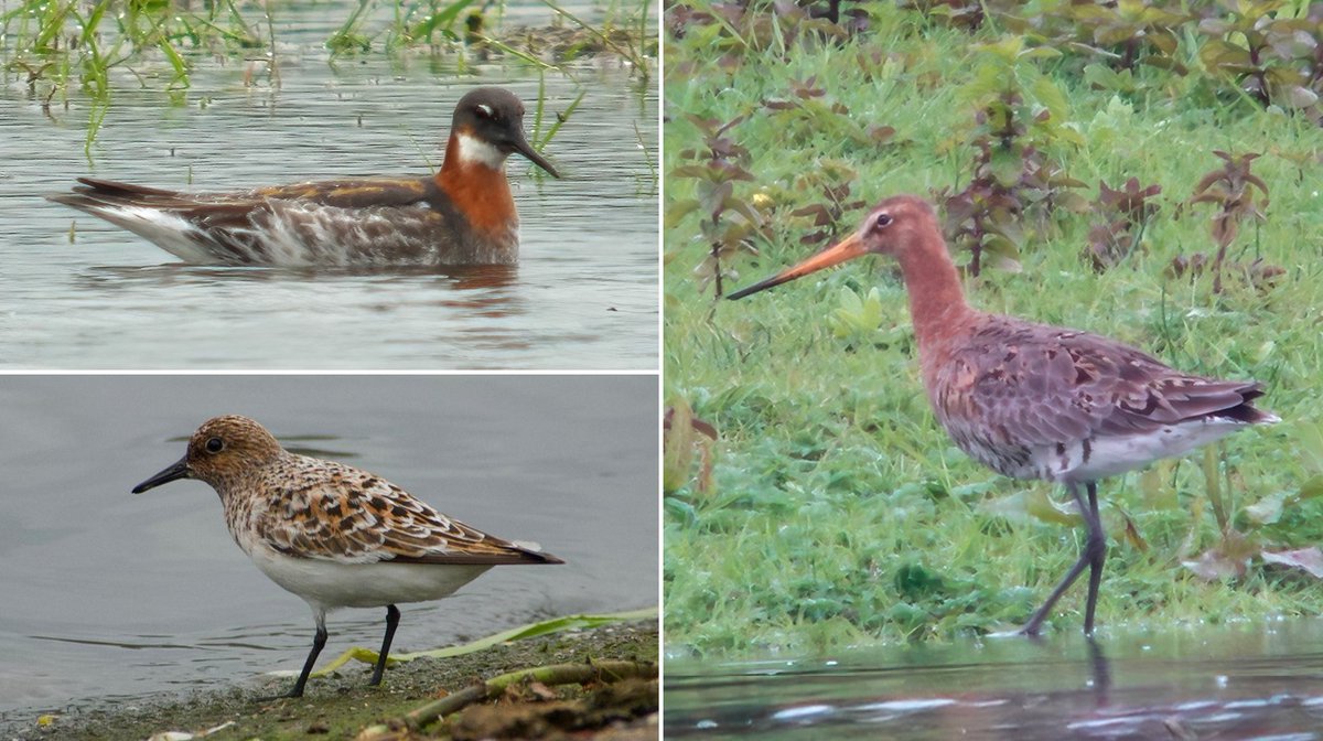 A not too shabby week for waders … in the #Northantsbirds Newsround, 18th to 24th May 2024 northantsbirds.com/2024/05/25/new…