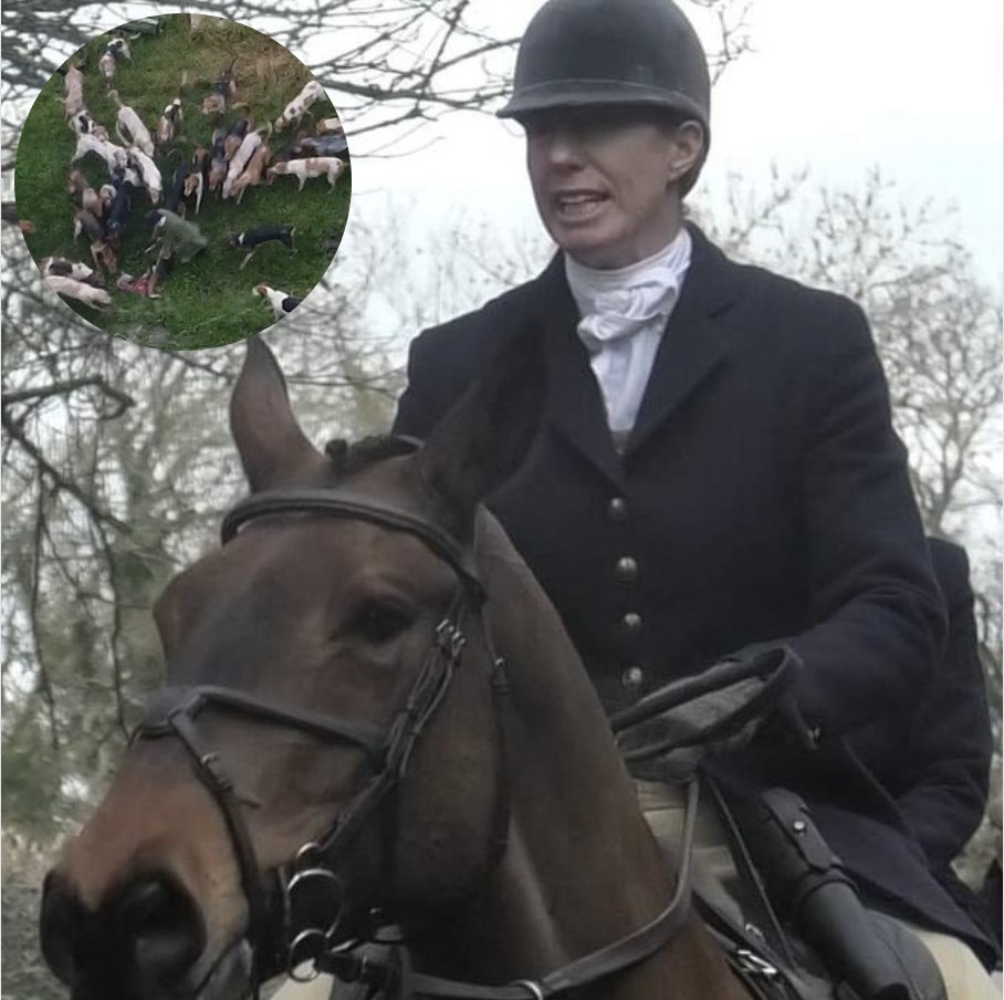 Meet Lucy Felton, an associate of Susan Seager, Estate Manager of @thenewtsomerset . 

Felton was the field master on the day the BSV Hunt mercilessly tore a fox to pieces. Seager had previously lauded Felton for a ‘fab day’ at a hunting clinic. 

RT to expose!

@The_RHS take