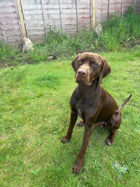 Help2Rehome Scotland tweet media