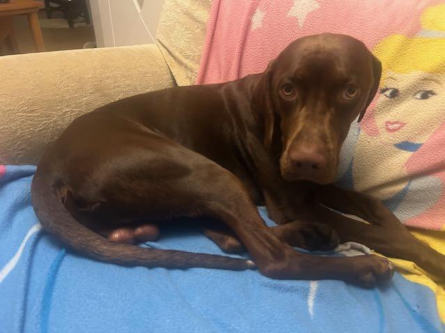 Help2Rehome Scotland tweet media