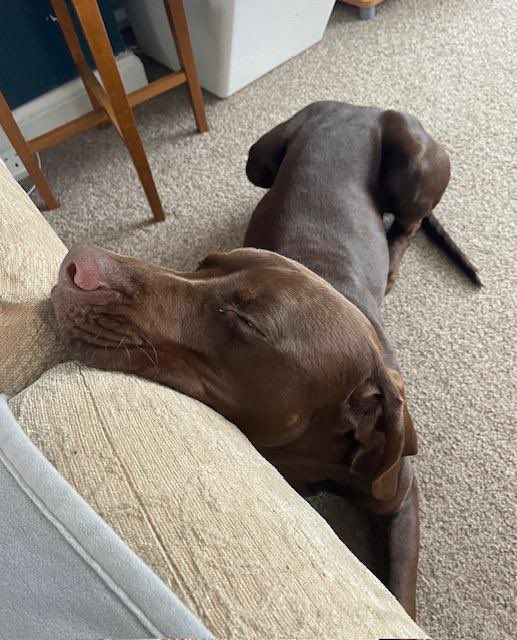 Help2Rehome Scotland tweet media