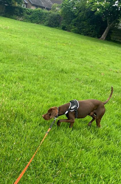 Help2Rehome Scotland tweet media