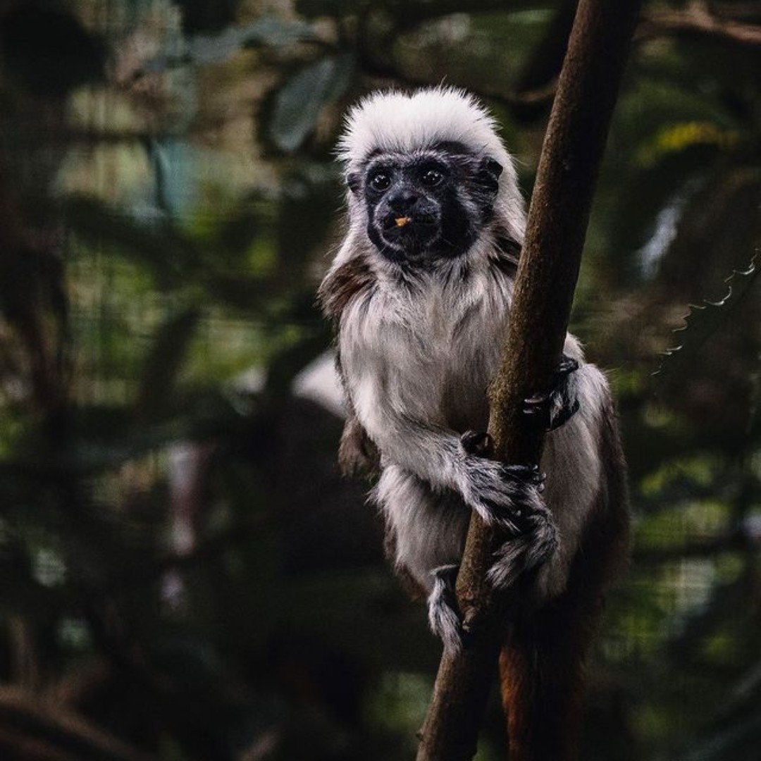 Classified as Critically Endangered on the IUCN Red List it has been estimated that only 5 percent of the cotton-top tamarin’s original geographic range remains. 📸: Charlie Anderson #SupportingConservation #WelshMountainZoo #NationalZooOfWales #Eryri360 #NorthWales