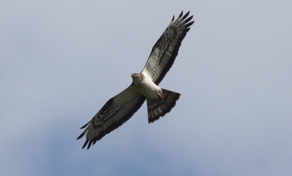 Ashdown VP ( Viewpoint) Between 10:00-14:00 We had 7 good sightings of a pale male Honey Buzzard which wing shimmered 13 times,watched a Common Buzzard bring a snake into its chicks on the nest.Kestrel,Red Kite,Hobby & Raven noted.Thanks to VJ for letting us use his picture.
