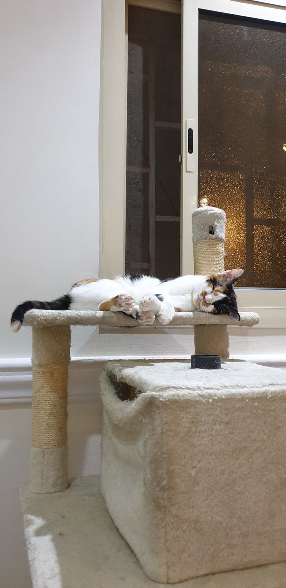 Pirate🐈 tweet media
