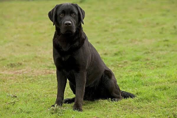 pabloddc21's tweet photo. @DogLaikaSpace @DogLaikaSpace 

Here with my black Labrador:

EBP4BhXZze4MxRfU4WHpwvNoYv7iUshR31zUwfEXHLzx https://t.co/QLpsfOD1EW