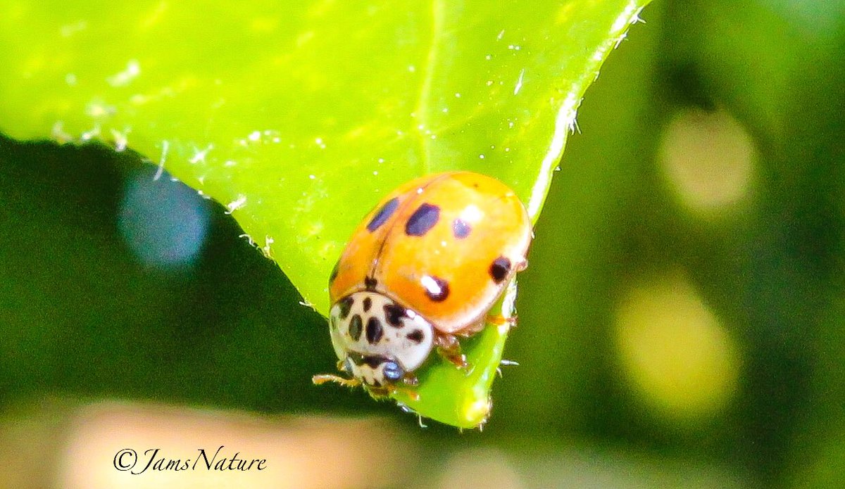 Nice amount of Ladybirds in the garden this year, including the Cream Spot, Two spot, Fourteen spotted and Ten spotted 🐞