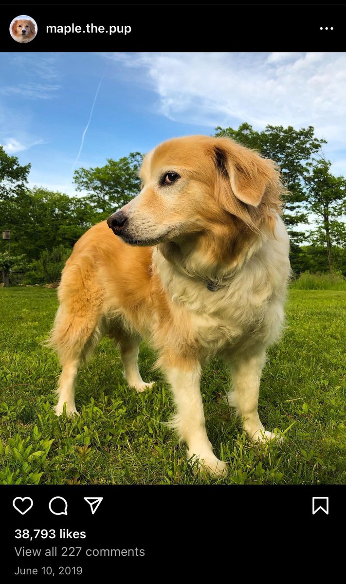 Another beautiful day ❤️!! $Maple will soon take over