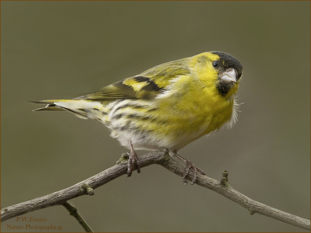 Male Siskin From Lockwood Recent @teesbirds1 @WhitbyNats @clevelandbirds @teeswildlife @DurhamBirdClub @TeesmouthNNR @RSPBSaltholme @YWT_North @YorksWildlife @NTBirdClub @WildlifeMag @Natures_Voice @wildlife_uk #R7 #canonr5