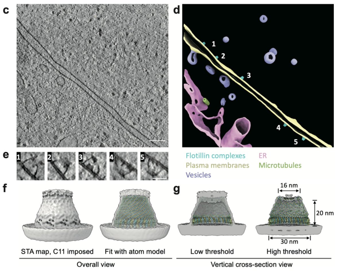 jankosinski's tweet photo. Another amazing flotillin structure. Is this the same complex as @ChlandaL observed in 2021 on lamellar bodies but could not identify? Dimensions match! https://t.co/LxSY7ybzUf https://t.co/rvfH62MSTR