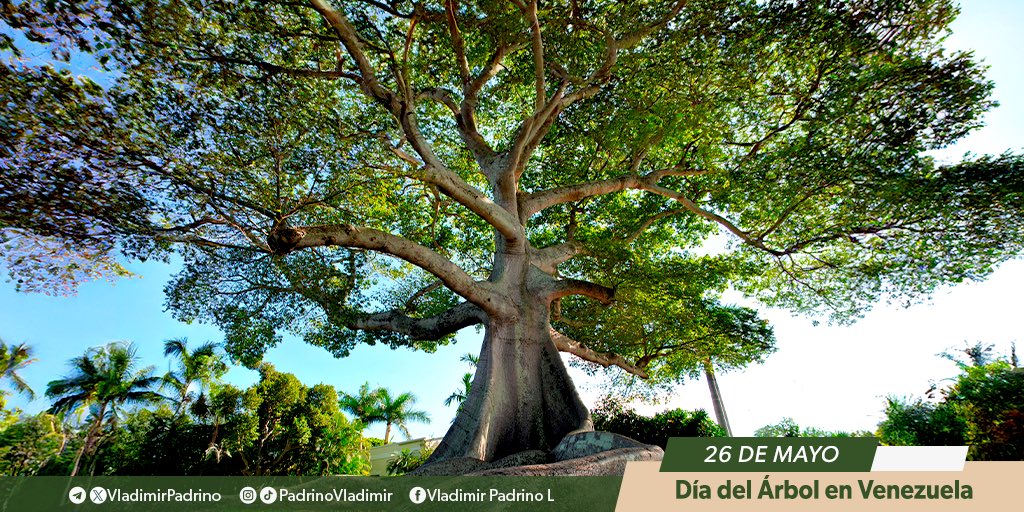Hoy celebramos el Día del Árbol, recordándonos la importancia vital de preservar nuestra naturaleza. Cada árbol es un tesoro que debemos cuidar para garantizar un futuro sostenible para las generaciones venideras. Cuidemos nuestro planeta, cuidemos nuestros bosques ¡Feliz domingo