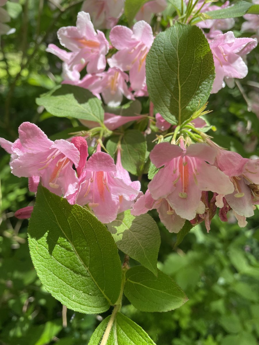 Some pink for the day!