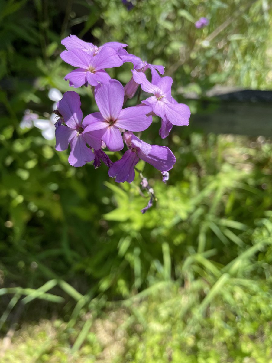 Phlox-I think?