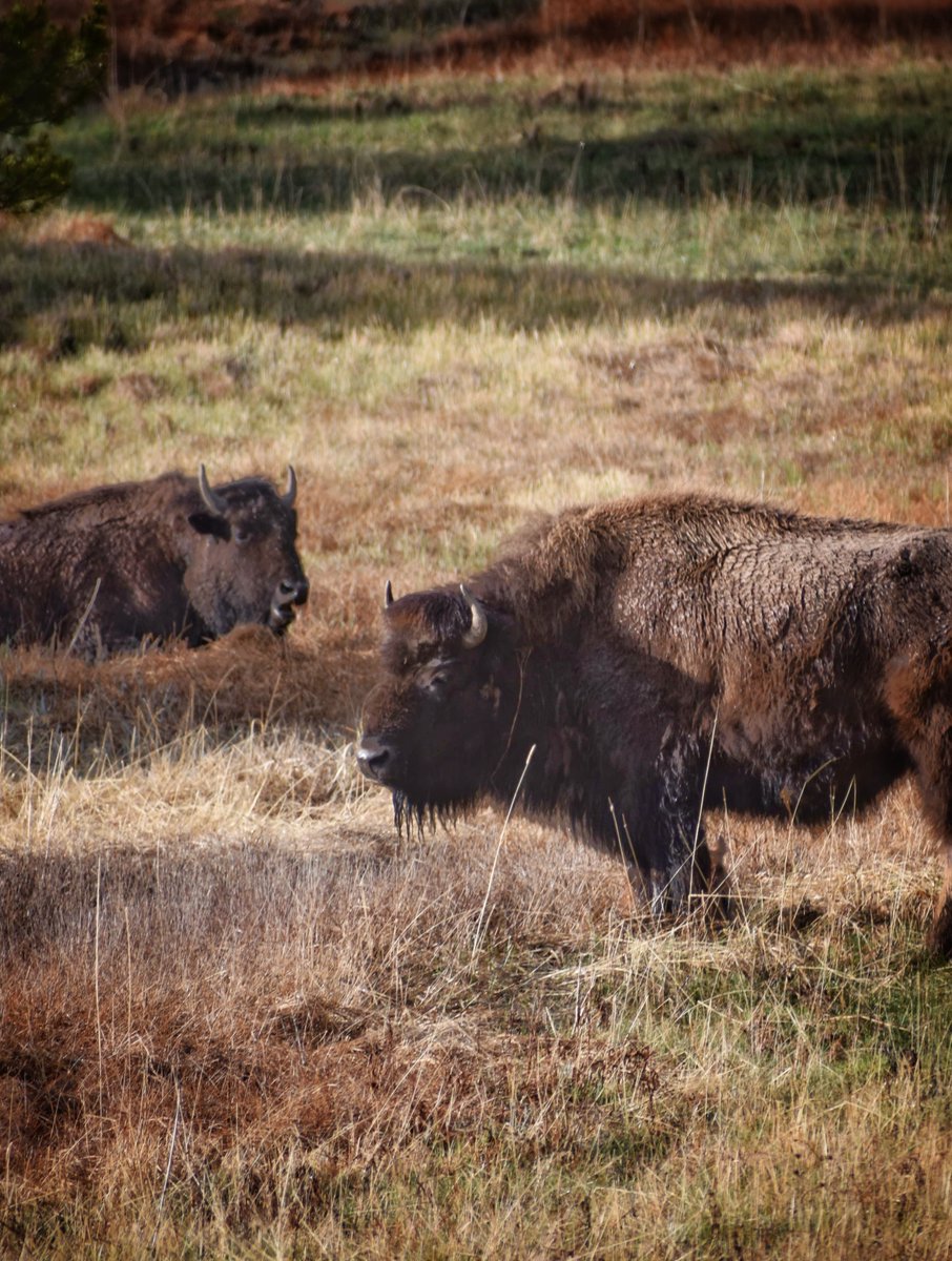 ArkavaGanguly's tweet photo. Memorial day weekend at @YellowstoneNPS https://t.co/UmWcwEPotV