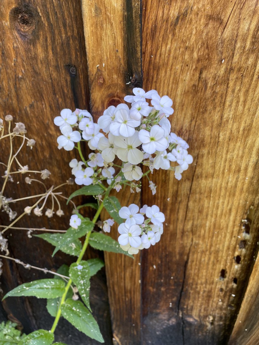 Against the barn wood