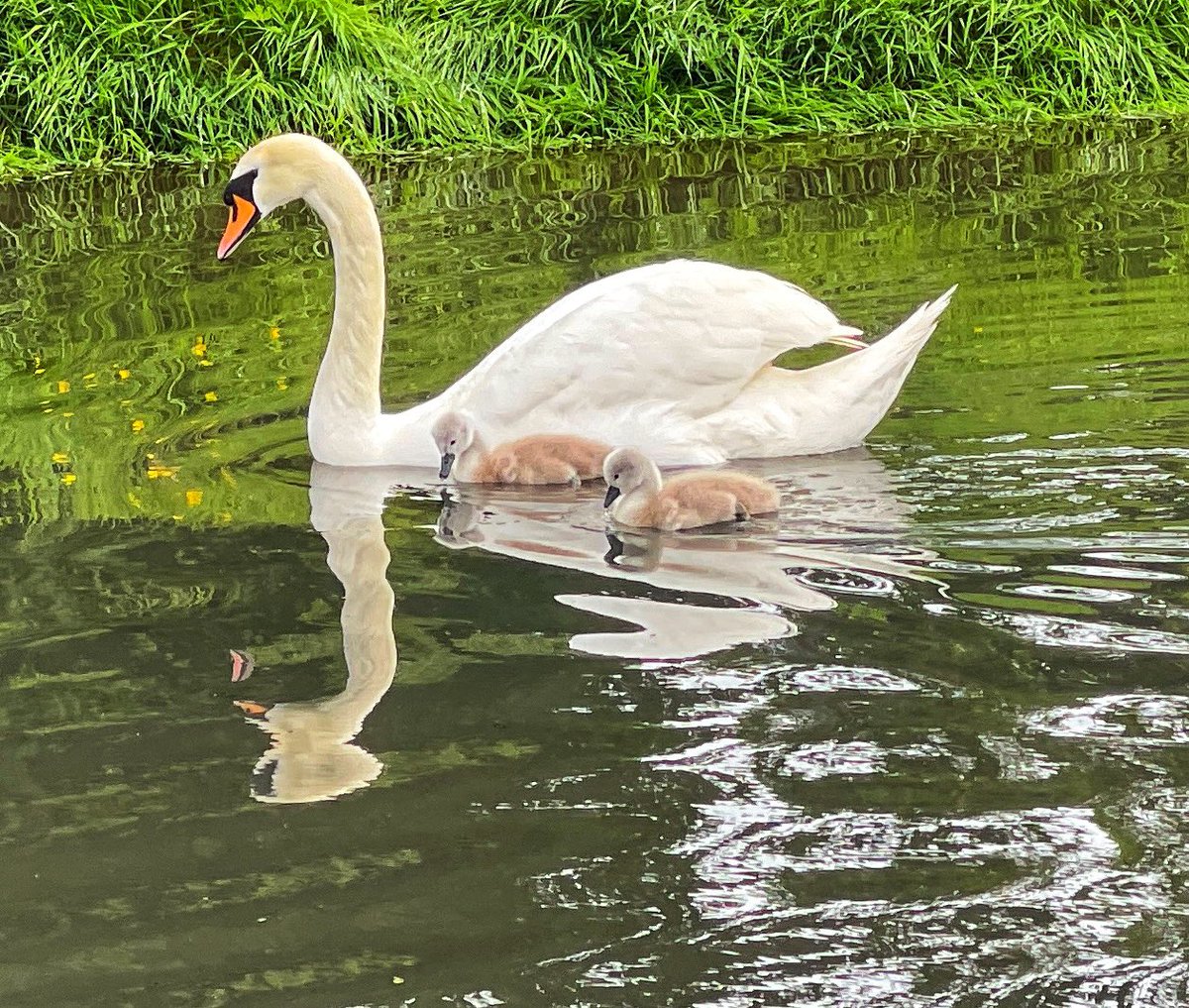 Lots of birds and not so many people around for today’s walk 🚶 in the rain ☔️ including a couple of newborn cygnets 🦢 

Day 147 & 1606/1608
#100daysofwalking 
#200daysofwalking
#365daysofwalking
#ThePhotoHour
#StormHour

@AimsirTG4 @deric_tv
#swanday
#photography 
#nature