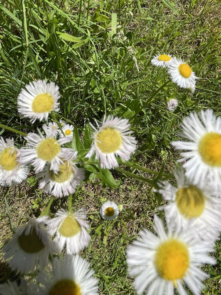 Even the weeds are pretty!