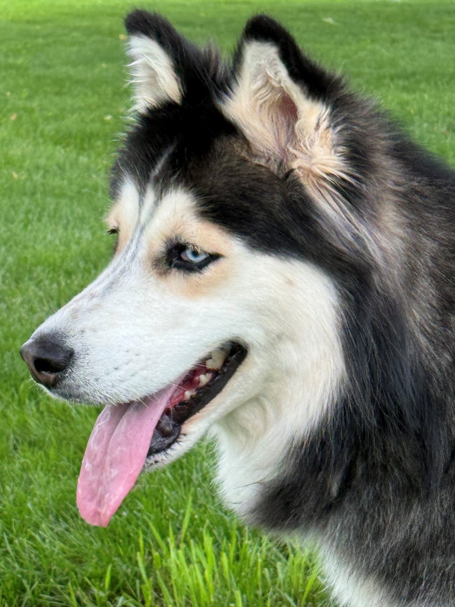 Humane Society HBG tweet media