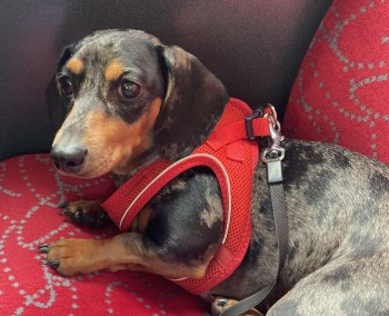 🆘25 MAY 2024 #Lost DORA #ScanMe #SausageArmy  PLEASE SHARE.
Dappled Black & Brown Dachshund: Miniature Female
Last seen by The River Thames between #Richmond and #Teddington near Petersham Nurseries #TW10 doglost.co.uk/dog-blog.php?d…