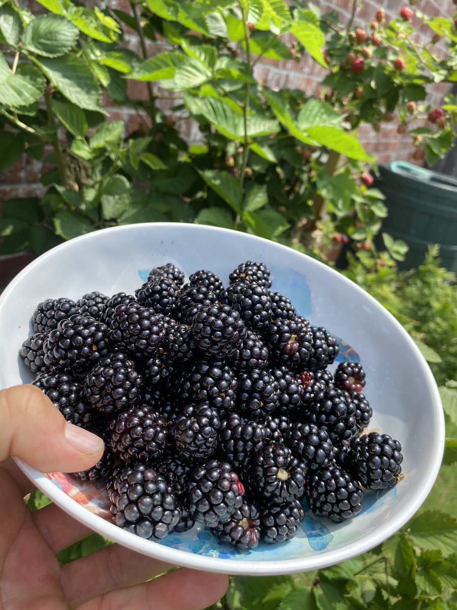 Morning blackberry bounty