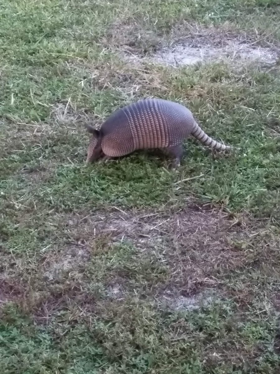 Hi everyone! Meet Army. 
Quite a good-looking armadillo, don't you think?