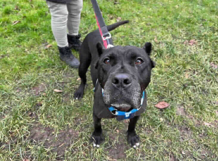 Please retweet to help Trudie find a home #POTTERSBAR #HERTFORDSHIRE #UK  
AVAILABLE FOR ADOPTION, REGISTERED BRITISH CHARITY, RSPCA✅Super affectionate Cane Corso aged 4. Trudie is looking for an adult home with large breed experience where she can be the only pet in the home.