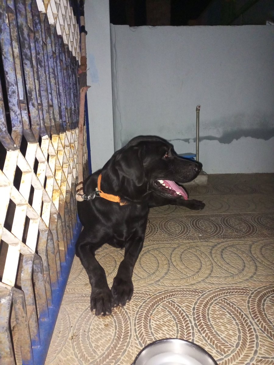 UNKNOWN_ATMA's tweet photo. If anyone has lost your pet dog please contact 

Location: KHB Colony, Chamarajanagar, Karnataka https://t.co/8rrW2cg7PZ