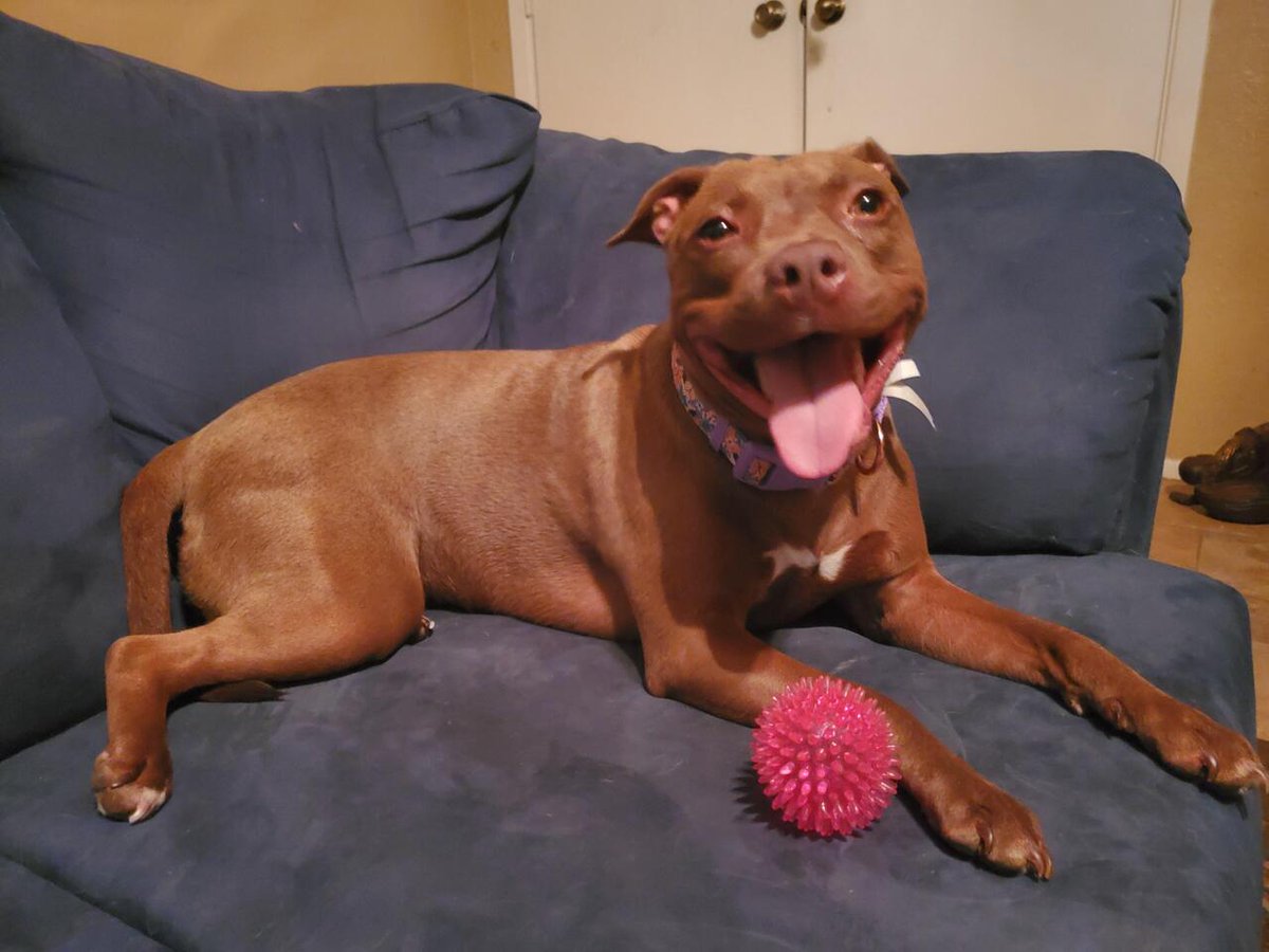 Little Miss Penelope
👉 amzn.to/43cNsKc
#dogs #ad #pets #adogslife #cutedogs #dogsoftwitter #iloveanimals #petlife #petsoftwitter #cute  #petlovers #dog #DogsOnTwitter #dogtwitter #dogoftheday #pet #petsontwitter #adorable #cute #cuteanimals