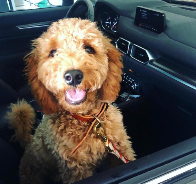 Come on, mom! Let’s go get Starbucks and not tell da
👉 amzn.to/43cNsKc
#dogs #ad #pets #adogslife #cutedogs #dogsoftwitter #iloveanimals #petlife #petsoftwitter #cute  #petlovers #dog #DogsOnTwitter #dogtwitter #dogoftheday #pet #petsontwitter #adorable #cute #cuteanim…