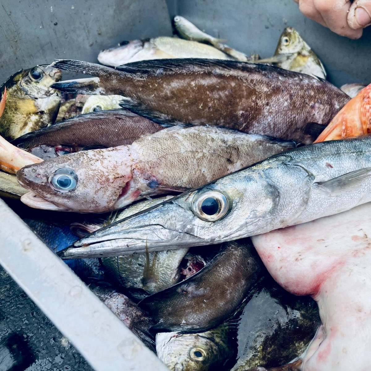 We are working with local fishermen to study how #hydrothermal #mercury is bioaccumulated by marine biota | #HOT_Hg