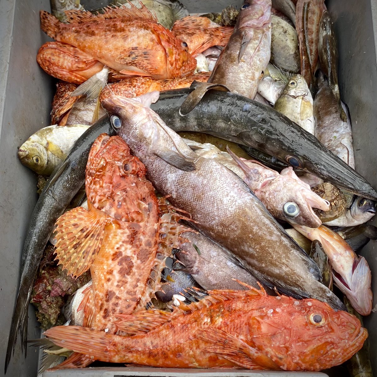 Dr Lars-Eric Heimbürger-Boavida tweet media