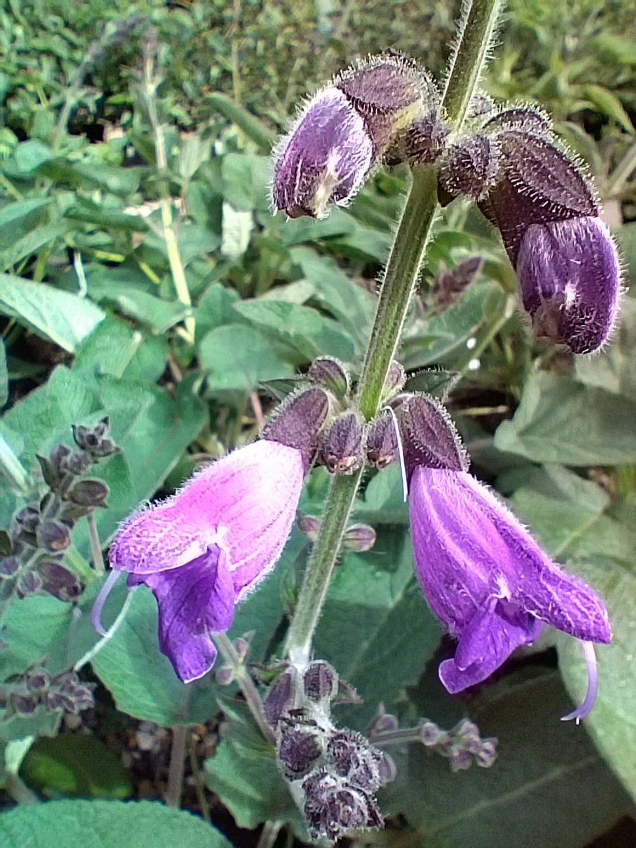 The first flowers on Salvia hians, which we grew from seed last year. A hardy herbaceous perennial from the Himalayas, with impressive foliage as well as these very beautiful flowers. 😍😍