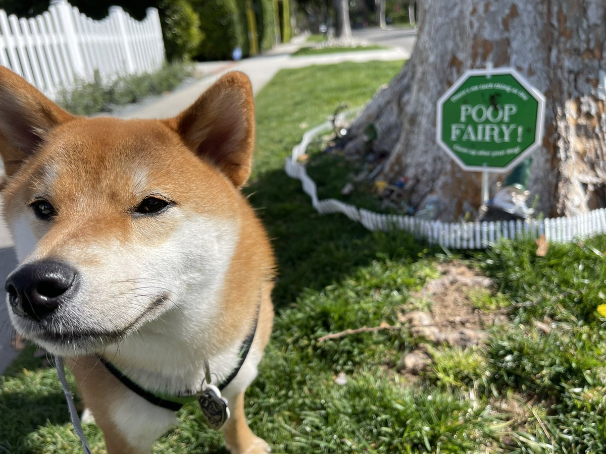 So excited to announce that I’m the voice of Locke in Umbraclaw!! 🤩
My first time playing a Shiba, and you can bet your sweet-bippy I used my dog Link as a reference!! 😁 ❤️ Huge thanks to <a href="/Tonkhaikichi/">Diana Garnet・ダイアナガーネット</a> , <a href="/IntiCreatesEN/">INTI CREATES</a> and <a href="/AtlasTalent/">Atlas Talent Agency</a> !!! 
Game comes out 5/30!! 🐕