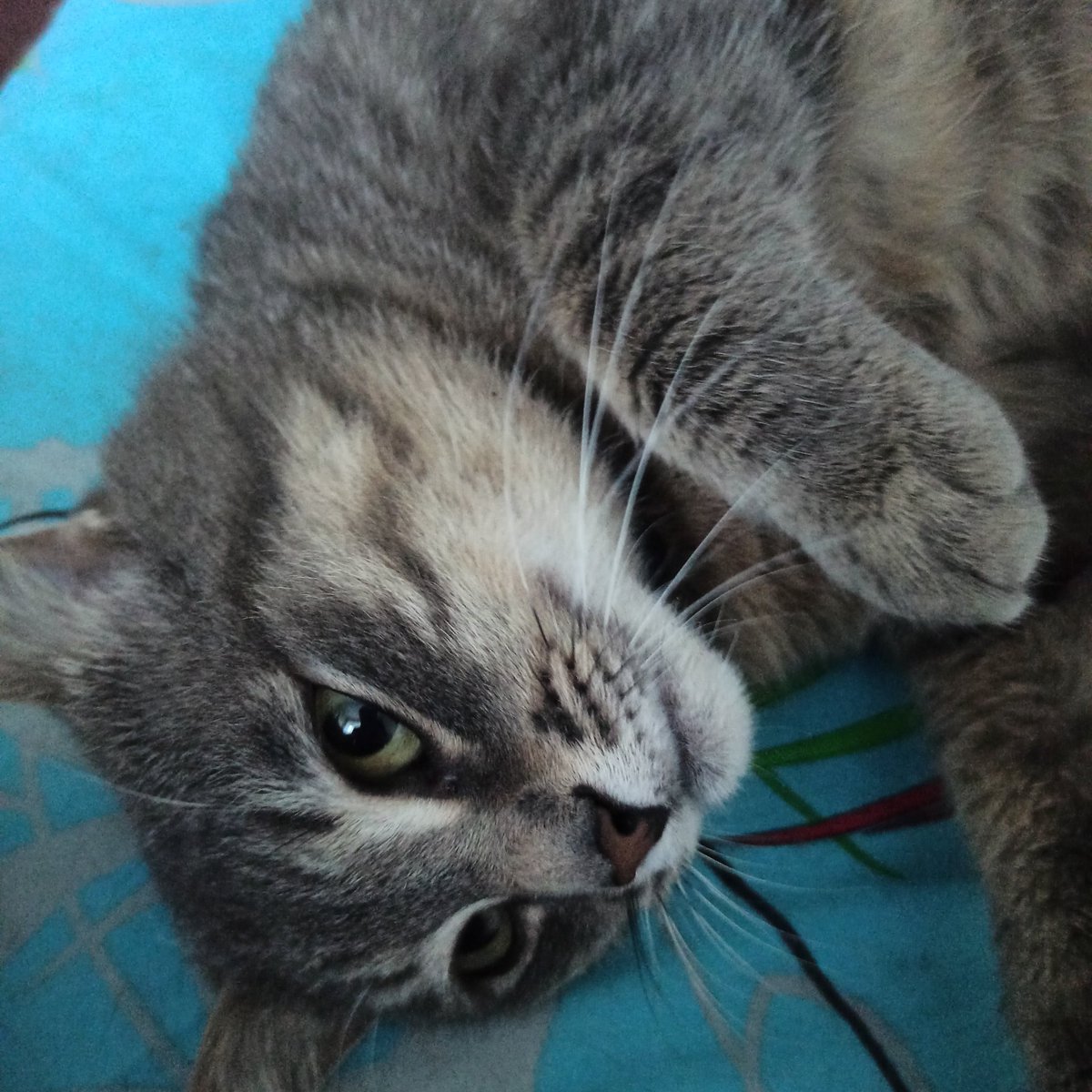 loueow's tweet photo. дорі просить у вас донат https://t.co/7CKmkAFWiV