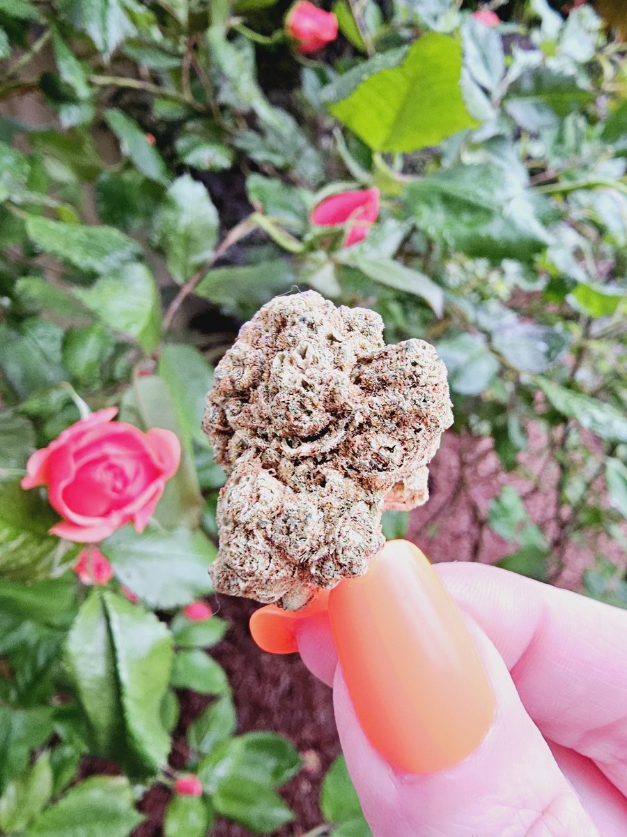 Novasugarr23's tweet image. My kind of flowers 🌿

 Our rose bush is finally blooming, and more buds are starting to open up 🌺

• Would love to see your lovely pics of flowers in your garden! 🌹🪷🌻🌸💐🌷

 Kush Cake 🍃

#weedmob
#stonerdays 
#FlowerPower 
#SundayMorning