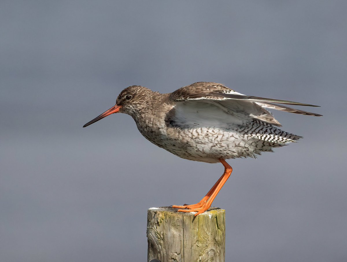 Confiding Redshank at Pennington this morning. Great to see some different birds - almost  everything on show a Basingstoke scarcity or rarity and some never recorded! 😂 Plenty of terns on show this morning… <a href="/HOSbirding/">Hampshire Ornithological Society</a>