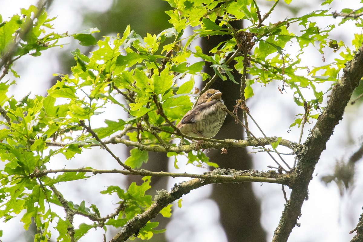 JoeHobden's tweet photo. An incredible birding experience in Wiltshire whilst looking for Butterflies; stumbling across a juvenile Hawfinch. A species of near mythical status during the breeding season. I’ve spent countless hours searching locally for breeding Hawfinch this betters them all. https://t.co/mVImWHTfz6