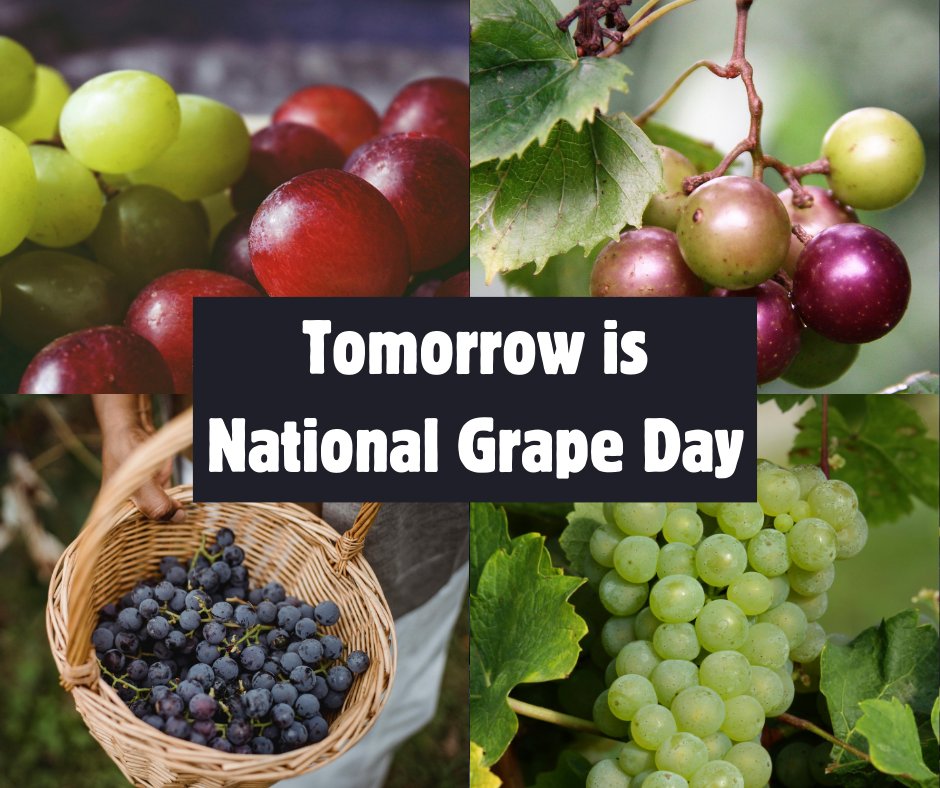 Tomorrow is National Grape Day! Do you know what grape North Carolina is most known for growing? #NCAgriculture