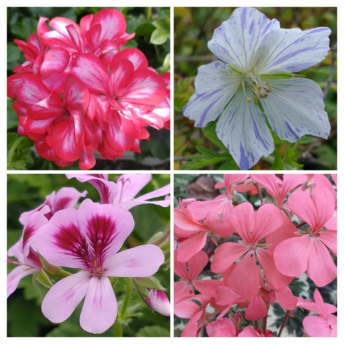 A few types of geraniums for #sevenonsunday 😊 #flowers #blooms #flowersoftwitter #gardeningx #gardeningtwitter #macro