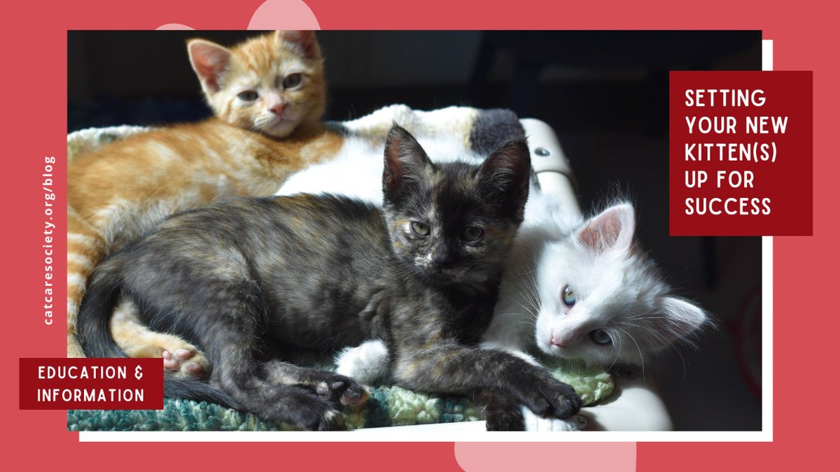 How should you raise a happy, healthy well-adjusted kitten? Master the art of kitten care with advice on socialization, play and behavior. Learn why two kittens are better than one and demystify “kitten season” in our new blog post! 

catcaresociety.org/setting-your-k…