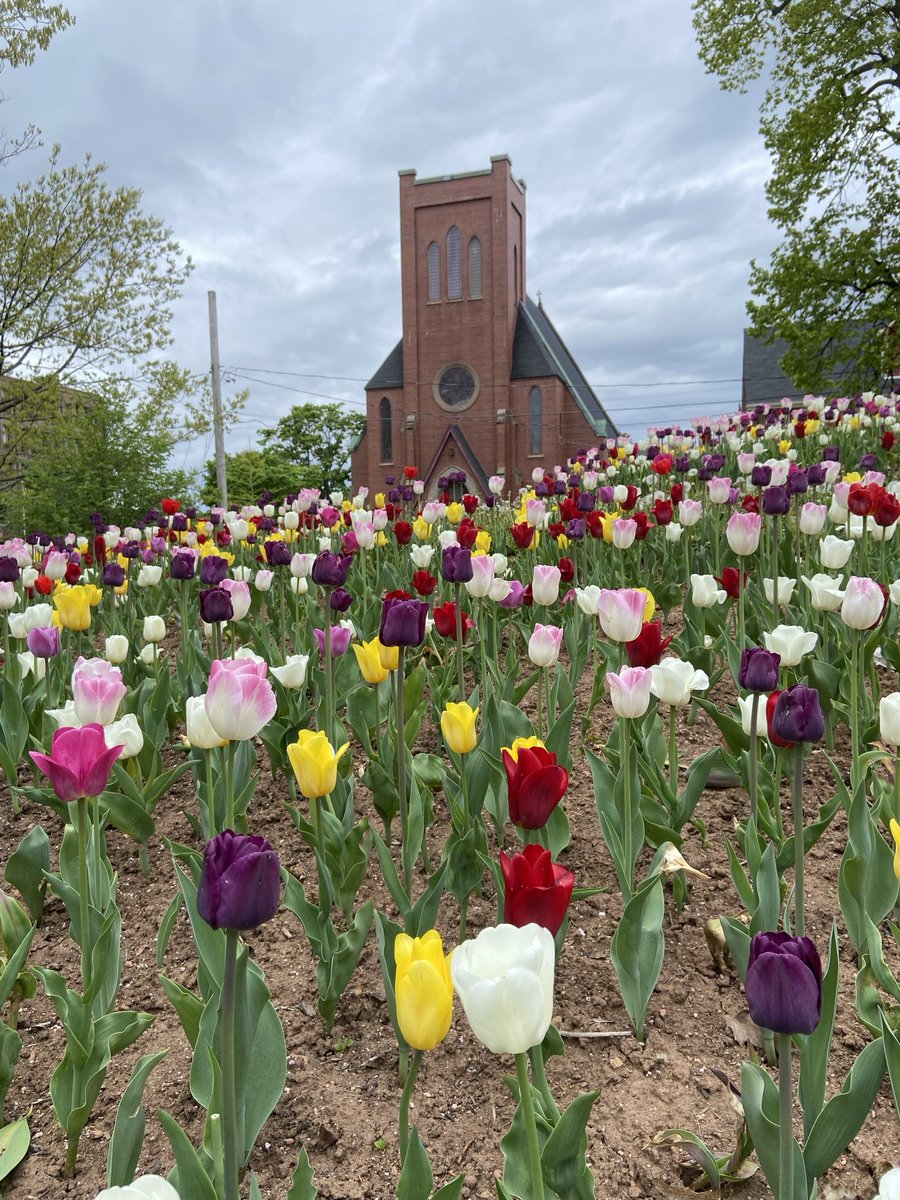 A view from the tulips. #Charlottetown #pei #flowers #ThePhotoHour