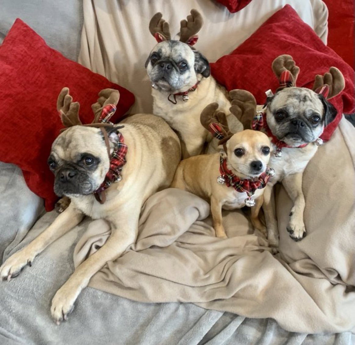 scheanit's tweet image. It is hard to believe they are all gone now… These precious souls brought so much light into our world… Hopefully, they are bringing that same light wherever they are OTRB…